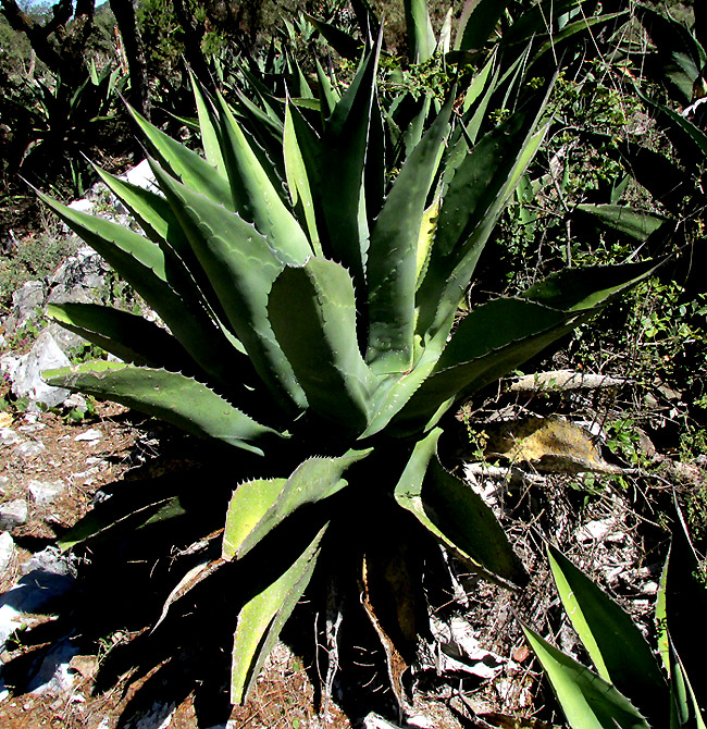 Century Plant, AGAVE SALMIANA, fruiting plant