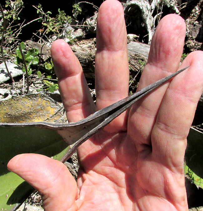 Century Plant, AGAVE SALMIANA, leaf tip