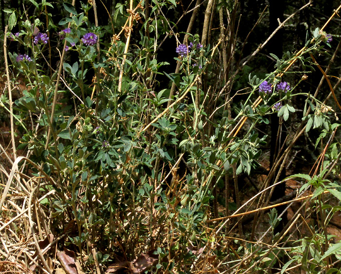 Alfalfa or Lucerne, MEDICAGO SATIVA, roadside weed