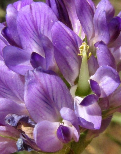 Alfalfa or Lucerne, MEDICAGO SATIVA, flowers close up