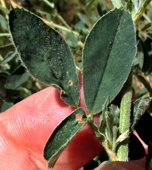 Alfalfa or Lucerne, MEDICAGO SATIVA, trifoliate leaves