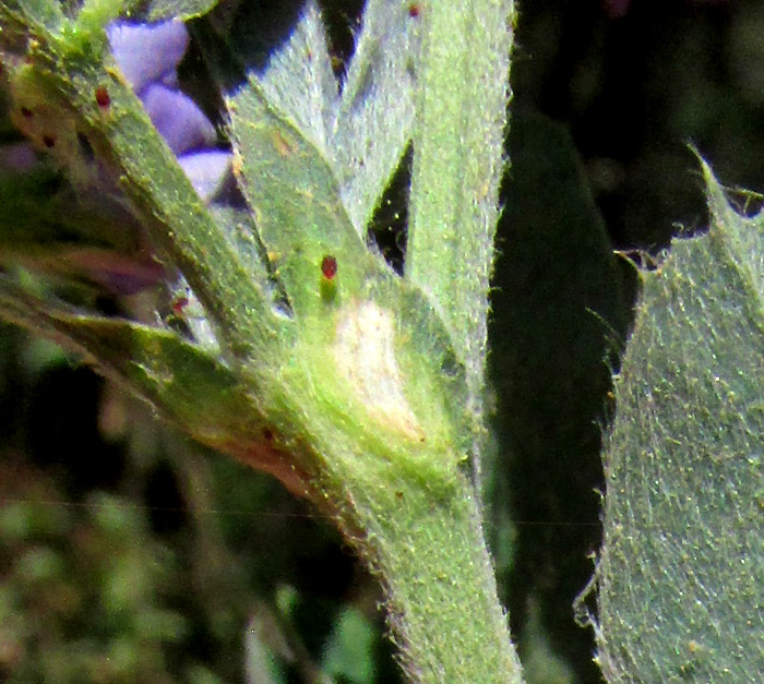 Alfalfa or Lucerne, MEDICAGO SATIVA, stipules and hairy stem