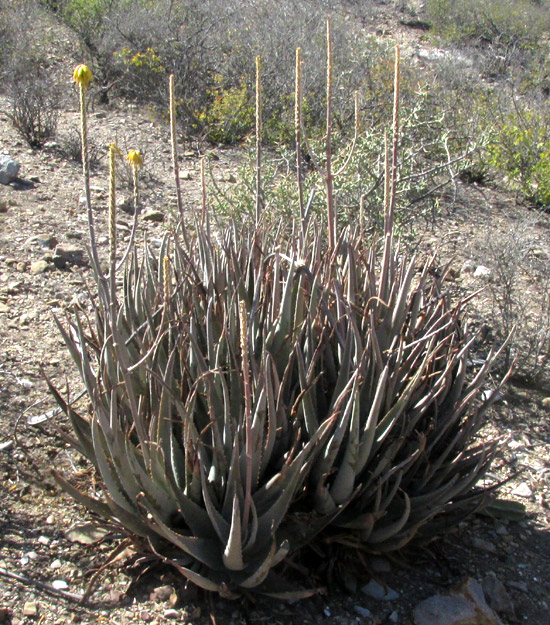 ALOE VERA, invasive in habitat