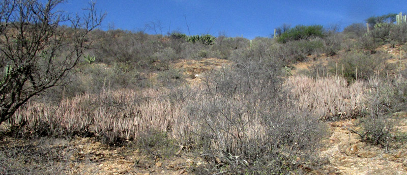 ALOE VERA, large colony invasive in habitat