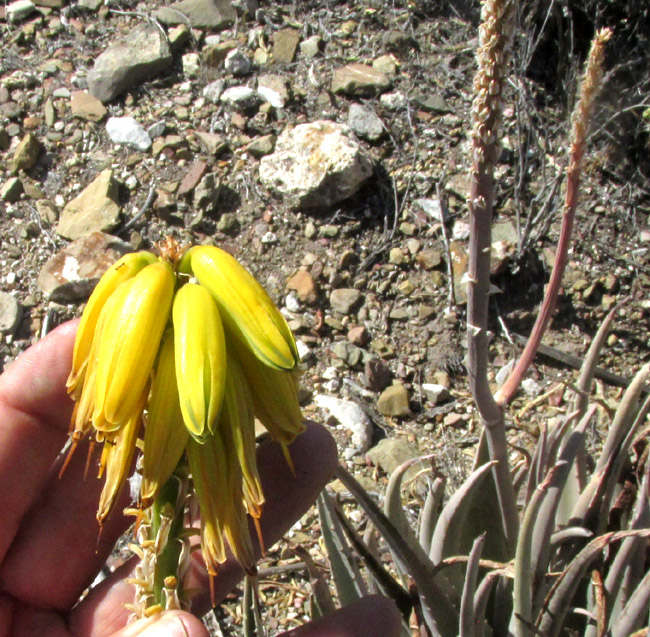 ALOE VERA, flowers and forked, flowerless flowering stem