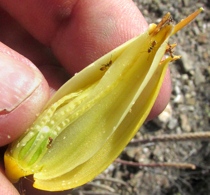 ALOE VERA, dissected flower in which ants possibly have eaten the anthers and damaged the filaments