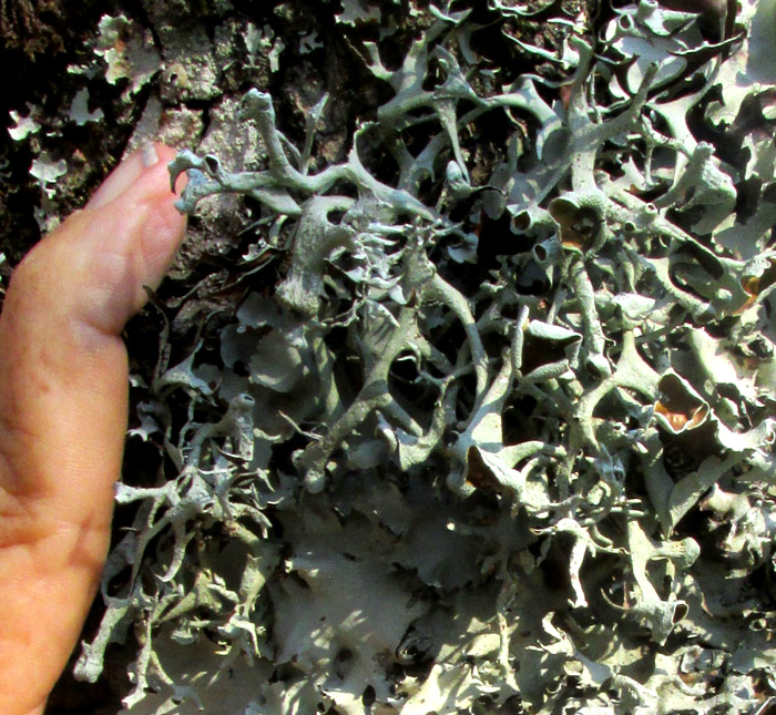 Common Antler Lichen, PSEUDEVERNIA CONSOCIANS, in habitat