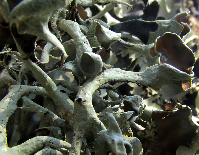 Common Antler Lichen, PSEUDEVERNIA CONSOCIANS, thalli and apothecia