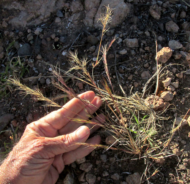 ARISTIDA ADSCENSIONIS, plant in habitat