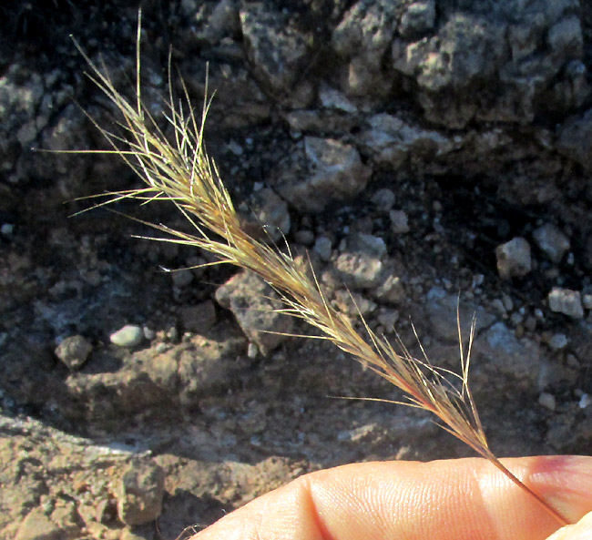 ARISTIDA ADSCENSIONIS, inflorescence with mature caryopses