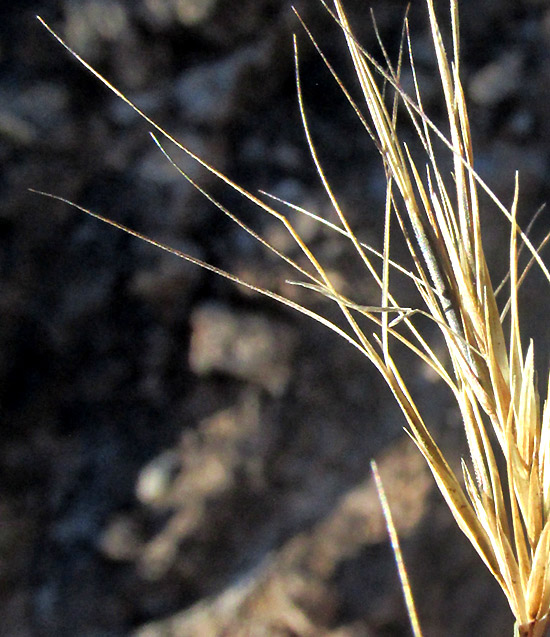 ARISTIDA ADSCENSIONIS, spikelet with awns