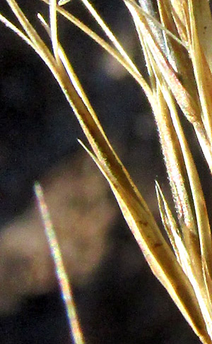 ARISTIDA ADSCENSIONIS, close-up of floret's glumes of different lengths