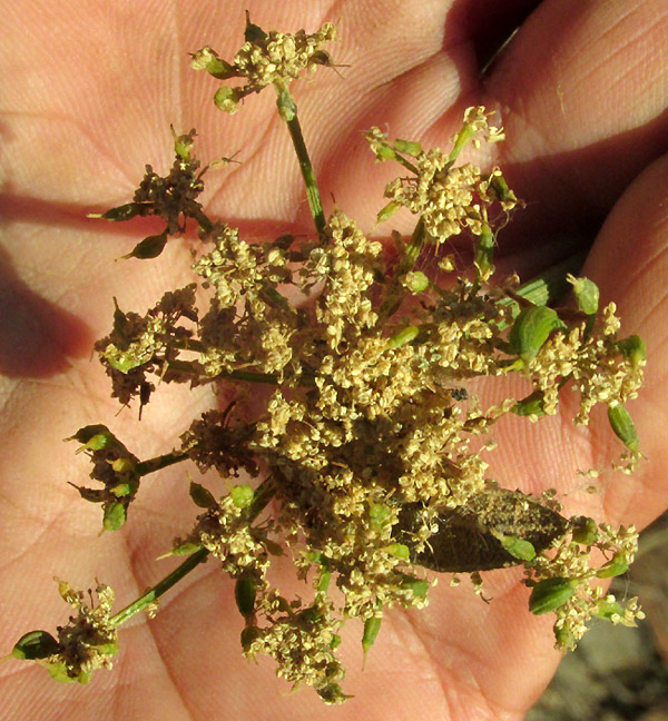 ARRACACIA TOLUCENSIS, compound umbel from top