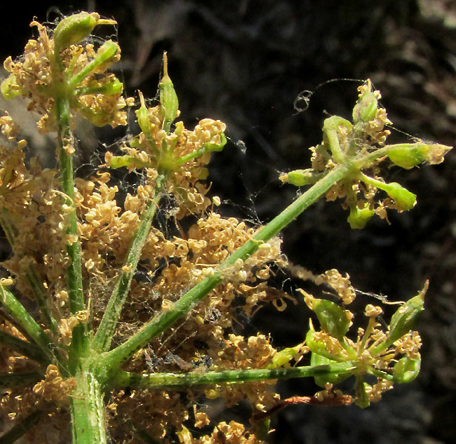 ARRACACIA TOLUCENSIS, compound umbel from below