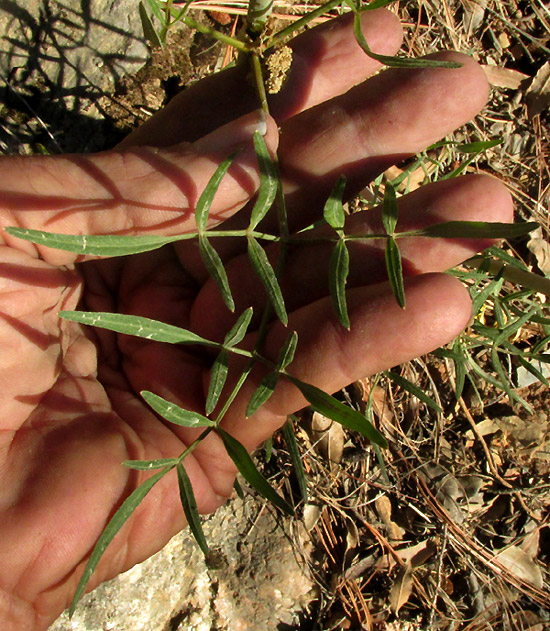 ARRACACIA TOLUCENSIS, compound leaf