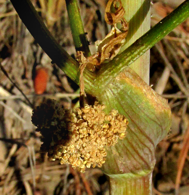 ARRACACIA TOLUCENSIS, inflated petiole