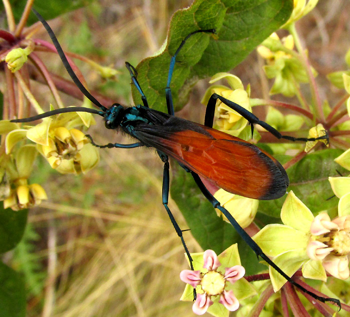 ASCLEPIAS OVATA, insect active on flowers