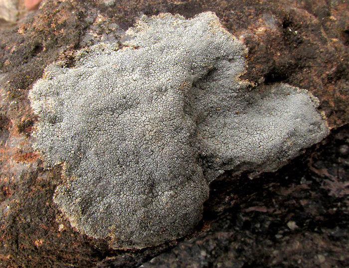 Cinder Lichen, ASPICILIA CINEREA, on basalt rock in habitat