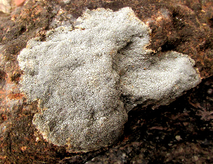 Cinder Lichen, ASPICILIA CINEREA, on basalt rock in habitat