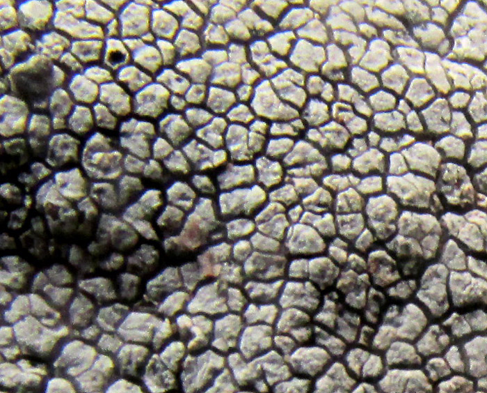 Cinder Lichen, ASPICILIA CINEREA, areoles in lichen center