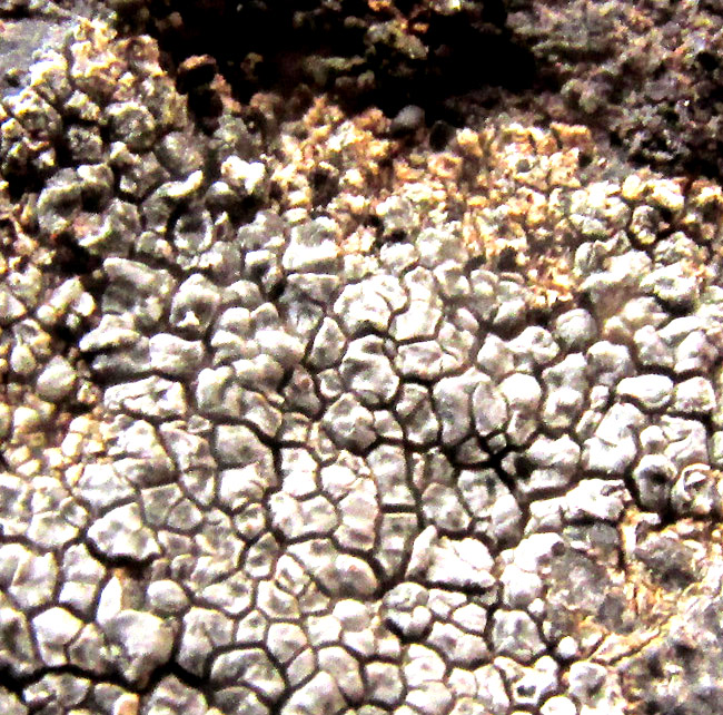 Cinder Lichen, ASPICILIA CINEREA, lichen's margin, turning slightly orange