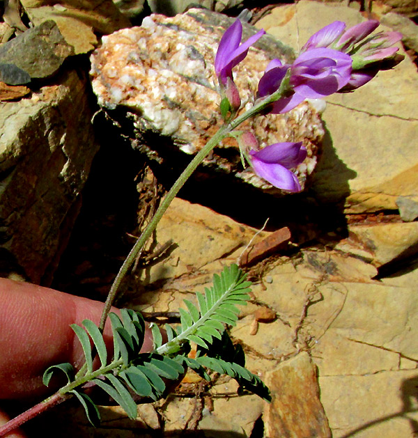 Halfmoon Milkvetch, ASTRAGALUS WOOTONII, flowers and leaves