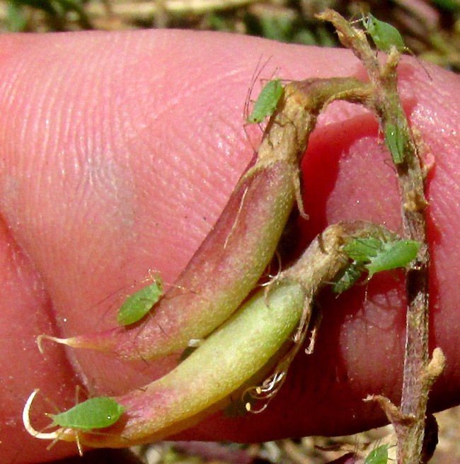 Halfmoon Milkvetch, ASTRAGALUS WOOTONII, immature fruits