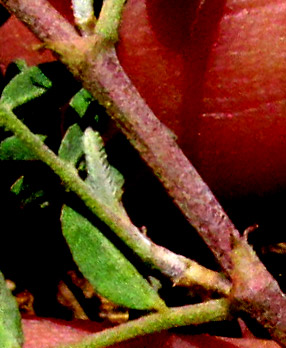 Halfmoon Milkvetch, ASTRAGALUS WOOTONII, stipules