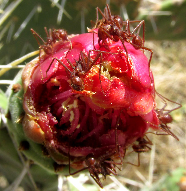 Mexican Leafcutter Ant, ATTA MEXICANA, cutting up Opuntia depressa flower