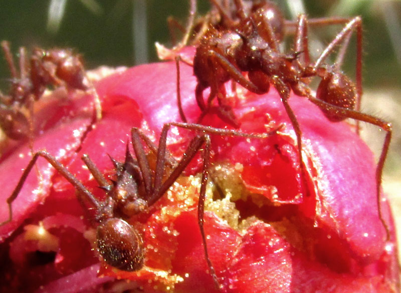 Mexican Leafcutter Ant, ATTA MEXICANA, close-up, cutting up Opuntia depressa flower
