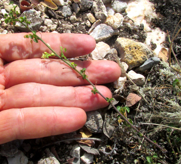 AYENIA COMPACTA, in habitat