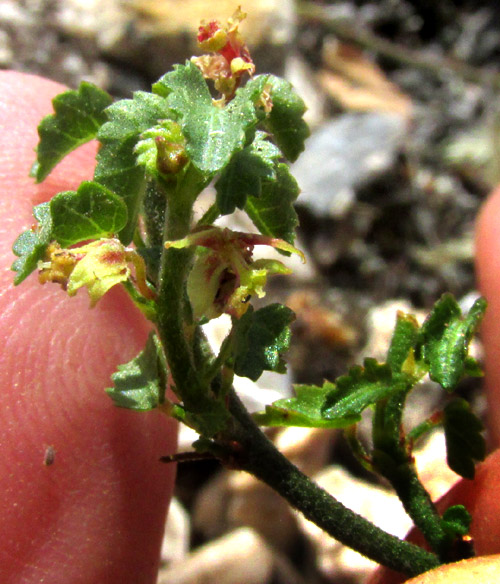 AYENIA COMPACTA, leaves