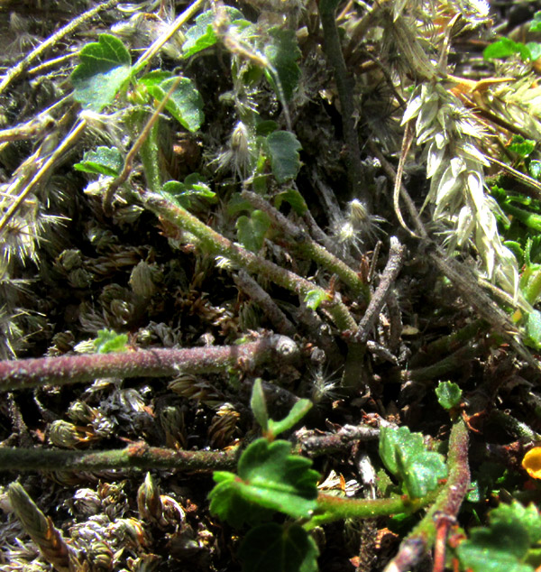 AYENIA COMPACTA, plant base with several branches