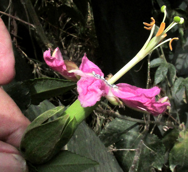 Banana Passionflower, PASSIFLORA TARMINIANA; flower side view