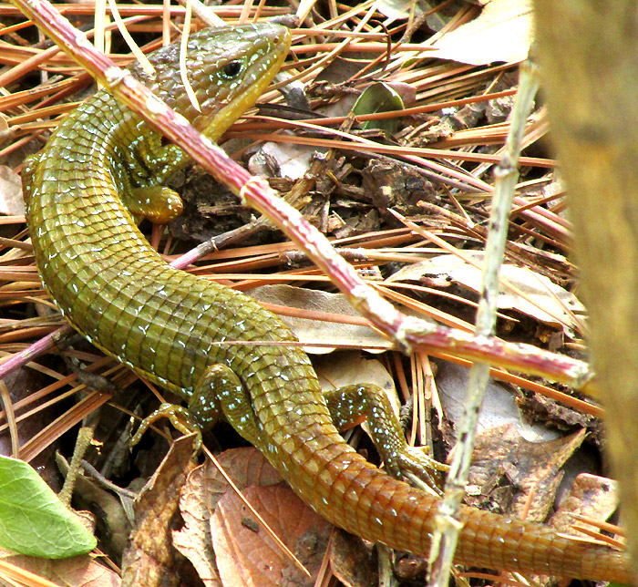 Northern Mexican Alligator Lizard, BARISIA CILIARIS, in habitat