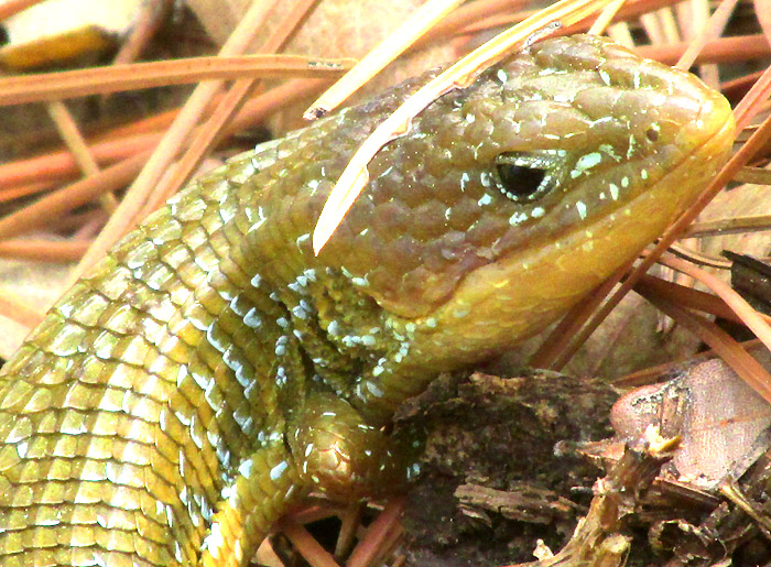 Northern Mexican Alligator Lizard, BARISIA CILIARIS, head close up