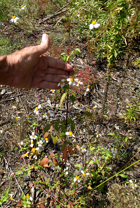 BIDENS PILOSA, white liguled plant in habitat