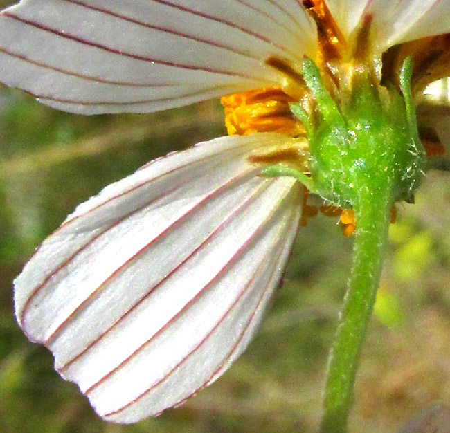 BIDENS PILOSA, white ligules with pinkish ribs viewed from below