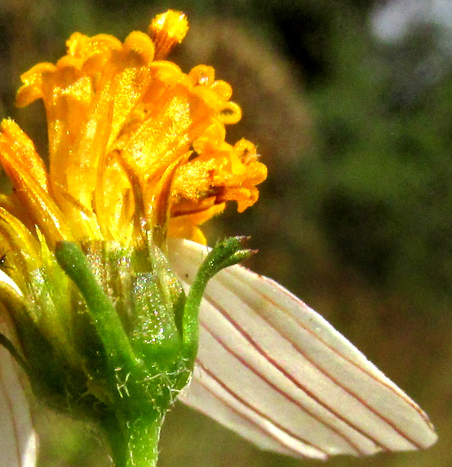 BIDENS PILOSA, close-up of phyllaries and disc florets