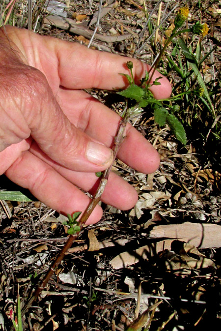 BIDENS PILOSA, without ray florets, flowering in habitat