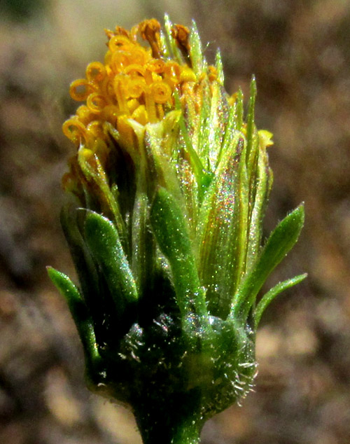 BIDENS PILOSA, capitulum close up showing double phyllaries