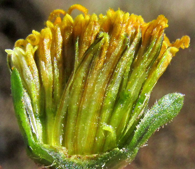 BIDENS PILOSA, dissected capitulum showing paleae embracing disc florets