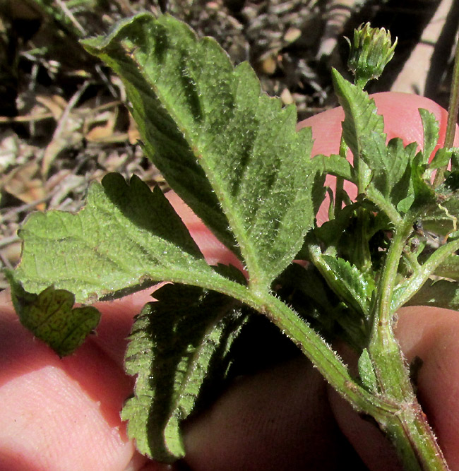 BIDENS PILOSA, compound leaf