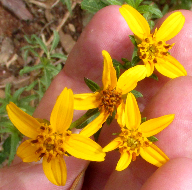 BIDENS OSTRUTHIOIDES, capitula