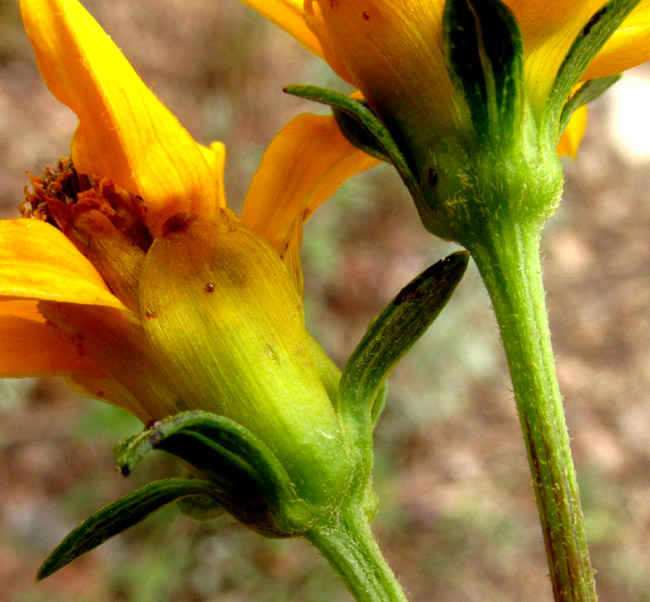 BIDENS OSTRUTHIOIDES, involucral bracts