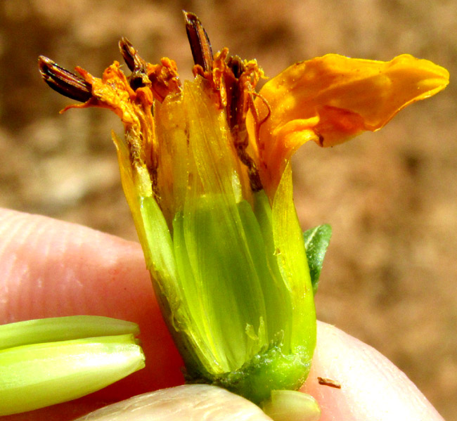 BIDENS OSTRUTHIOIDES, opened capitulum showing paleae and cypselae