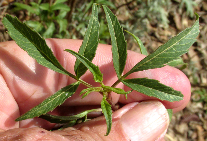 BIDENS OSTRUTHIOIDES, trifoliate leaves