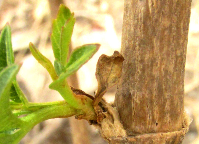 BIDENS OSTRUTHIOIDES, semi-woody stem with sprouting branch