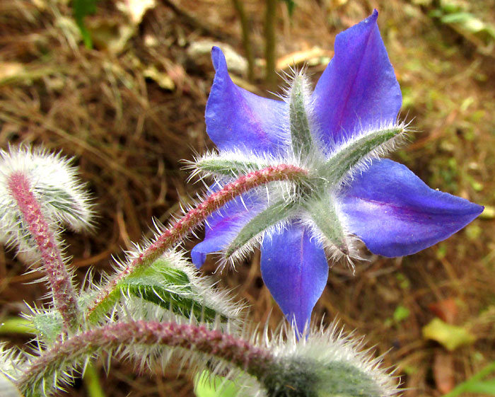 Borage, BORAGO OFFICINALIS, flower from behind, showing calyx