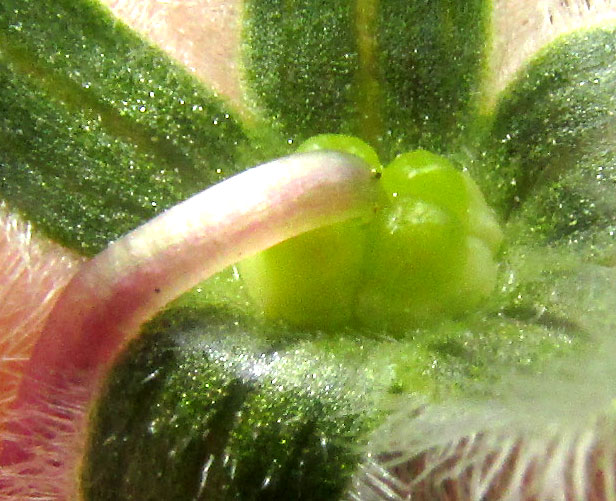 Borage, BORAGO OFFICINALIS, pedicel attachment to calyx